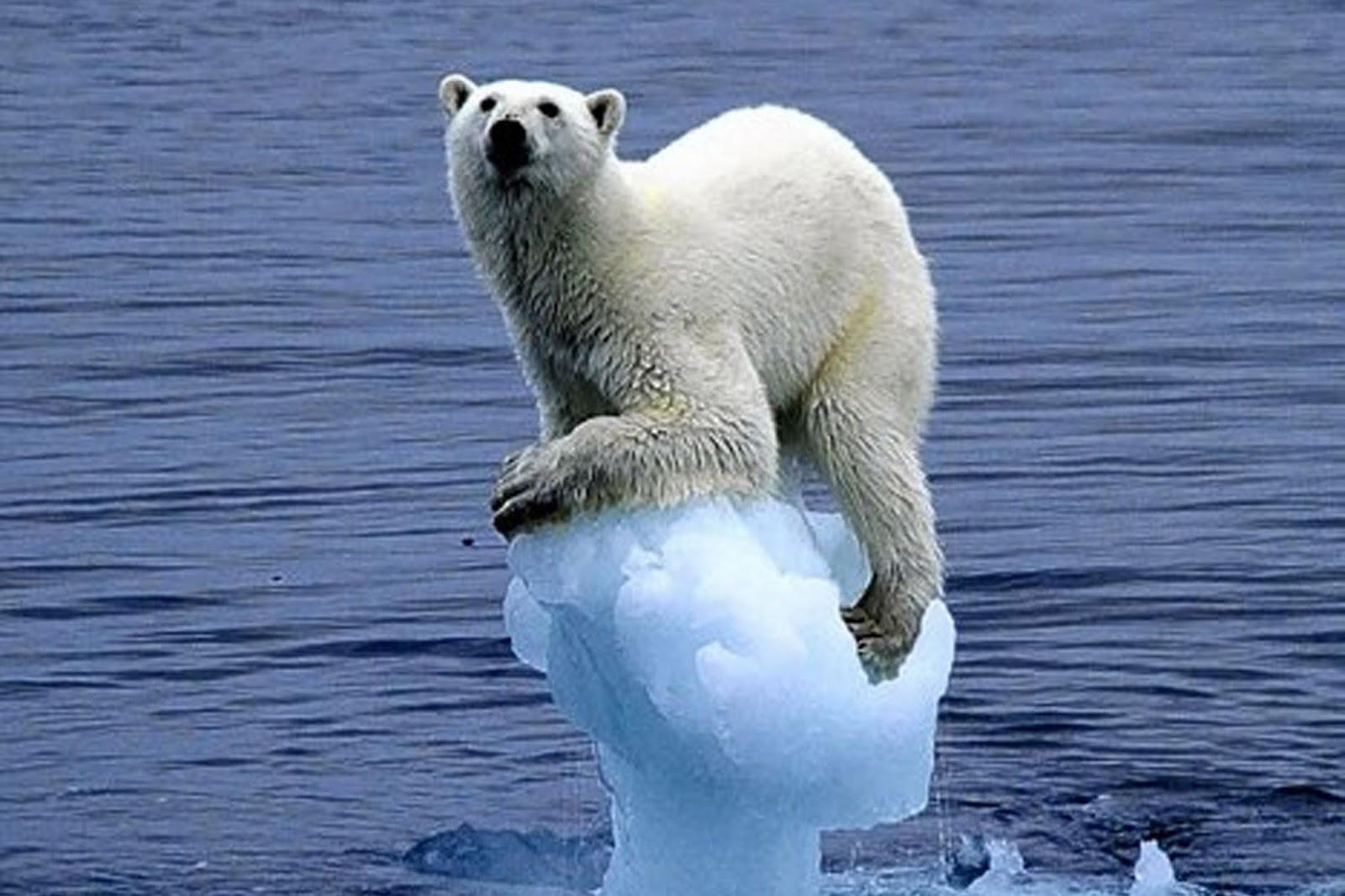 Arctic Sea Ice Thins So Do Polar Bears Sandhills Sentinel