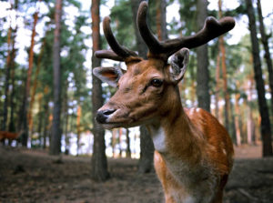 Drivers hitting more animals North Carolina