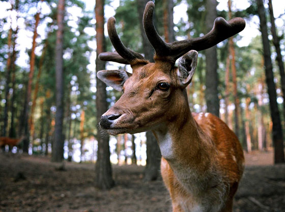 Report Drivers Are Hitting More Animals In North Carolina Sandhills 