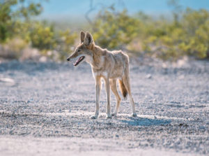 Expect coyote sightings as pupping season peaks