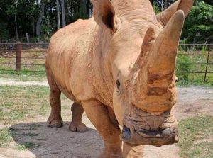 NC Zoo to drop requirement for reservations July 1