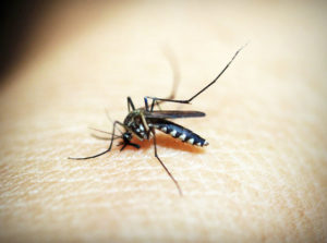 Free mosquito dunks available to Moore County residents 