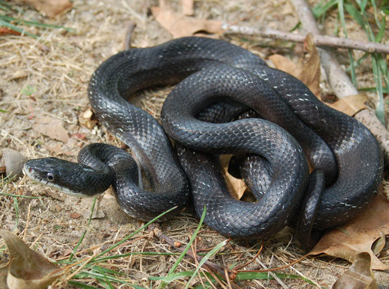 Snake sightings common as the weather warms