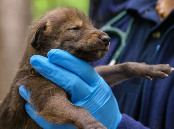 endangered wolf pups born North Carolina Zoo