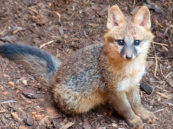 fox kit-rearing season fox sightings day
