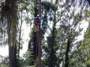 Emergency crews rescue man stuck tree