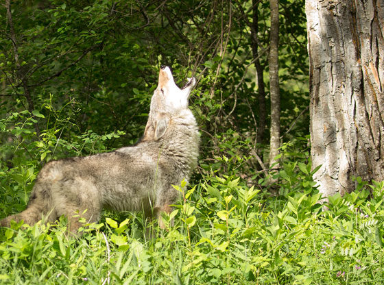 Wildlife commission anticipates seasonal increase coyote sightings
