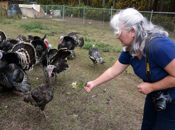 Local author turn out turkeys