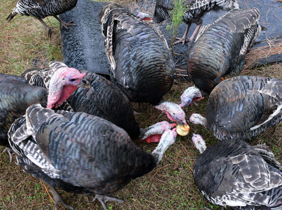 Local author prepares turn out turkeys