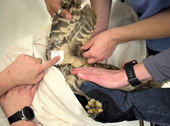 Pinehurst man rescues owl 'crying like a baby'