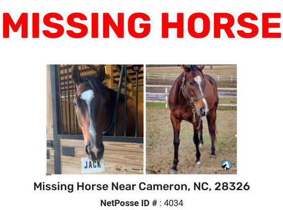 Missing/runaway horse Cameron