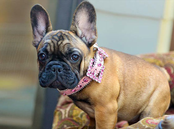 Look out Labs French bulldogs 2nd most popular US dog