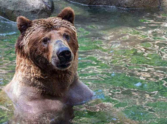 Beloved bear from Yellowstone dies at North Carolina Zoo