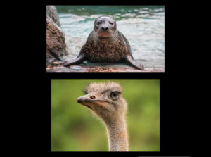 North Carolina Zoo deaths ostrich harbor seal