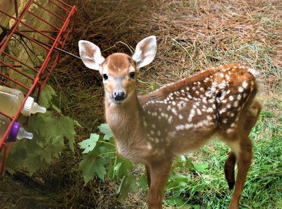 22 Moore County white-tailed deer fawns rescued