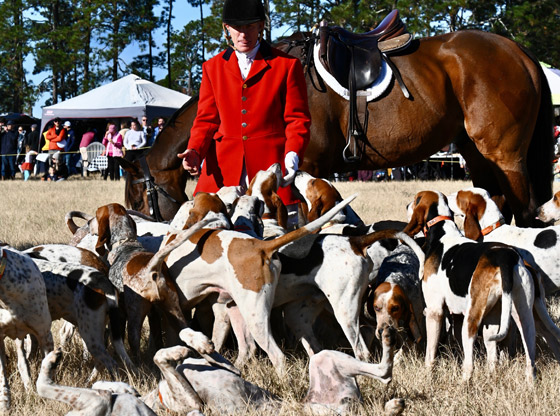 Blessing of the Hounds 2