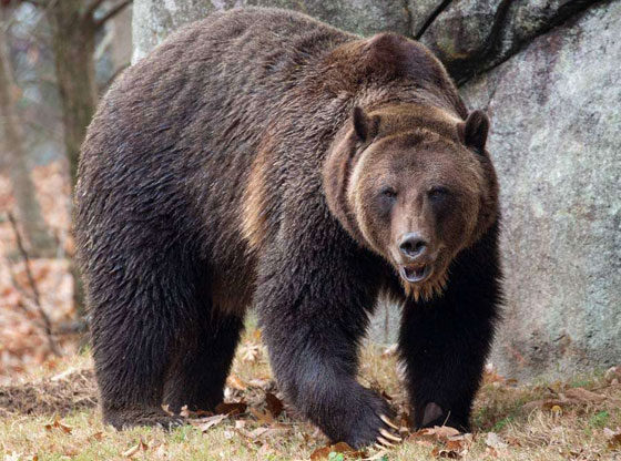 North Carolina Zoo welcomes male grizzly bear from Arizona