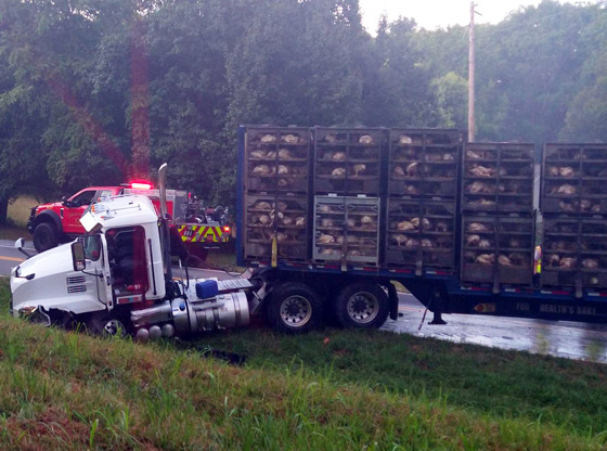 Chicken truck involved in a head on collision