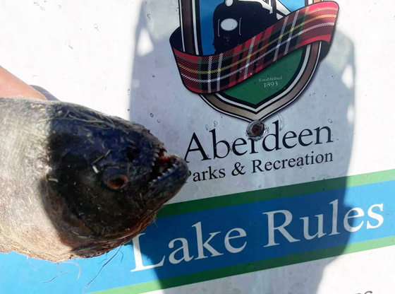 Piranha in Aberdeen Lake?