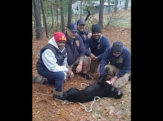 Fire departments rescue two dogs
