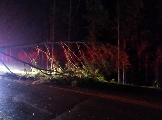 Robbins officer escapes injuries after tree falls on police car
