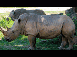 NC Zoo mourns loss of Natalie the rhino