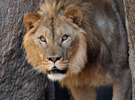 Meet Haji - North Carolina Zoo's new lion