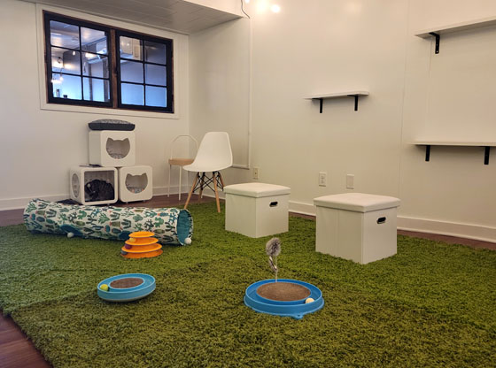 Cat’s out of the bag: Carthage's first cat café