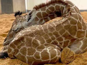 It’s a boy! North Carolina Zoo welcomes a giraffe calf