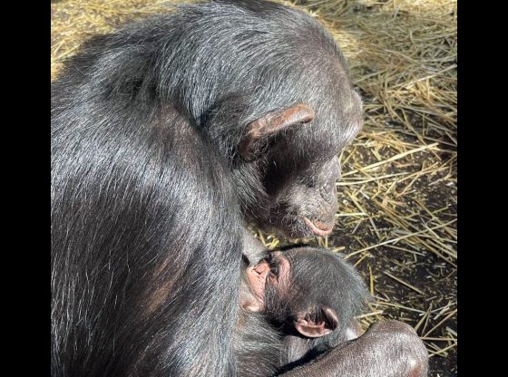 Chimpanzee makes his debut at North Carolina Zoo