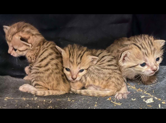N.C. Zoo announces sand kitten names chosen by the public