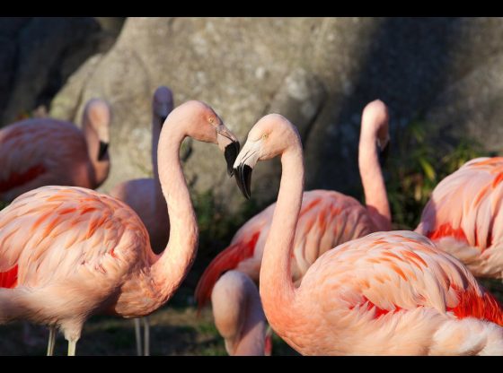 N.C. Zoo to bid farewell to its flamingos