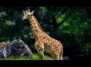 North Carolina Zoo mourns tragic loss of giraffe calf - Sandhills Sentinel
