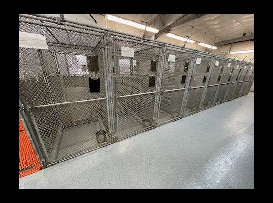 Animal Services resumes canine intakes