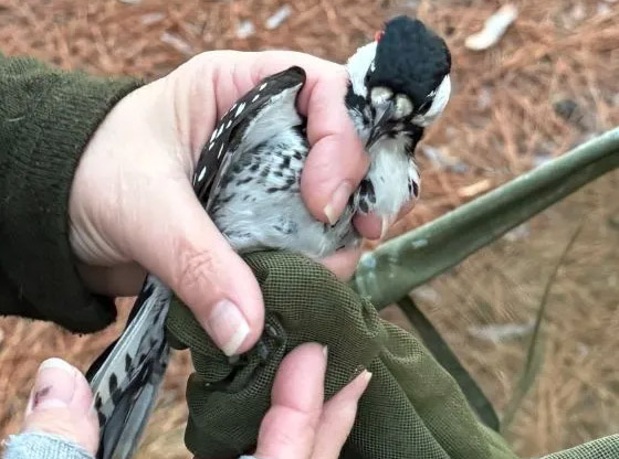 Endangered red-cockaded woodpecker discovered in West End