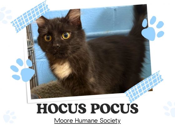 Meet Hocus Pocus!