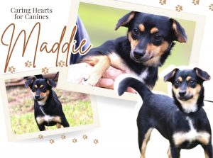 Meet Maddie!