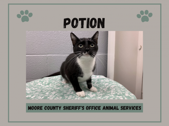 Adopt Potion!