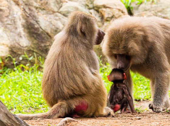 Baby baboon joins band at North Carolina Zoo