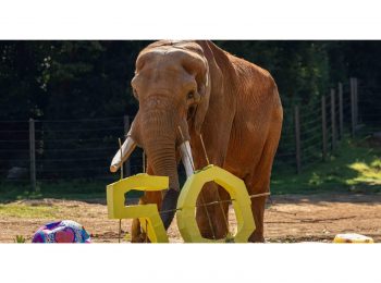 North Carolina Zoo celebrates 50 WILD Years with C’sar elephant