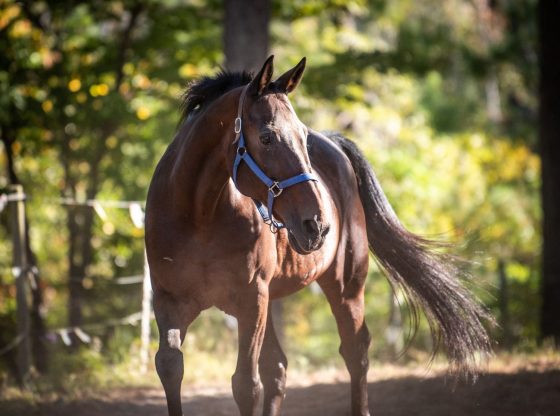 Weymouth equine education expo - Nov. 16