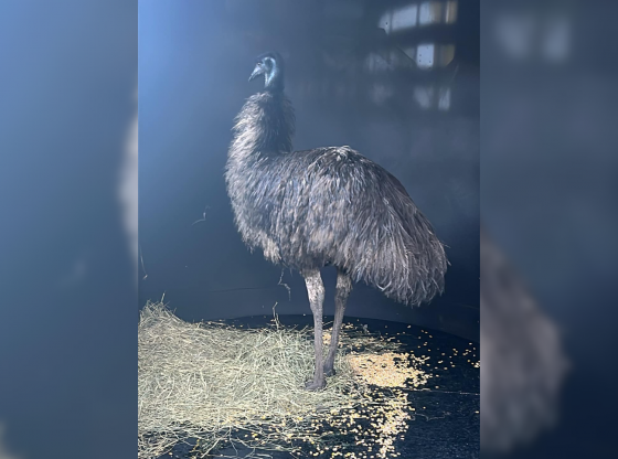 Stray emu taken in by Moore County Sheriff's Office Animal Services