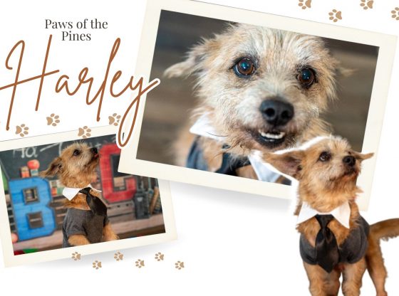 Adopt Harley!