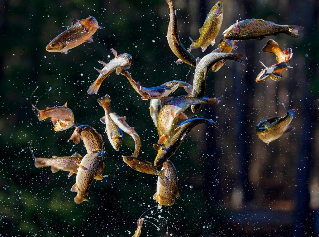 Dates Announced For State s Annual Winter Trout Water Stockings dates-announced-for-state-s-annual-winter-trout-water-stockings