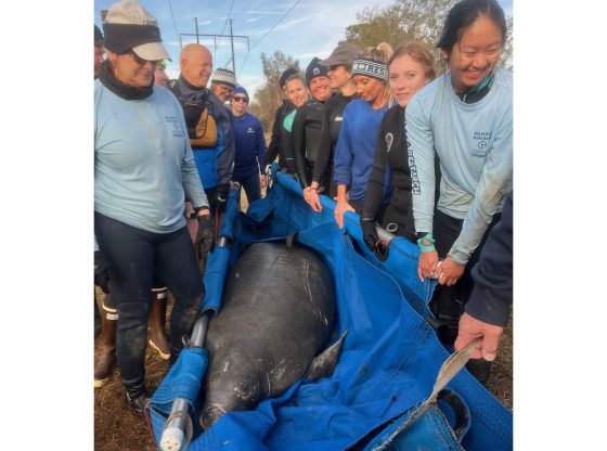 First North Carolina live rescue of a manatee