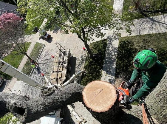 Branching out: Tactical Trees NC tackles Moore County tree lines