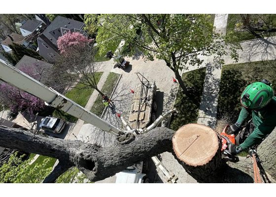 Branching out: Tactical Trees NC tackles Moore County tree lines