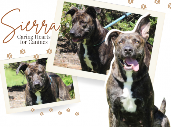 Sierra needs a forever home!