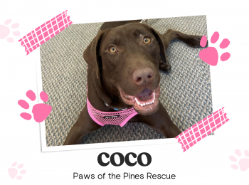 Adopt Coco!