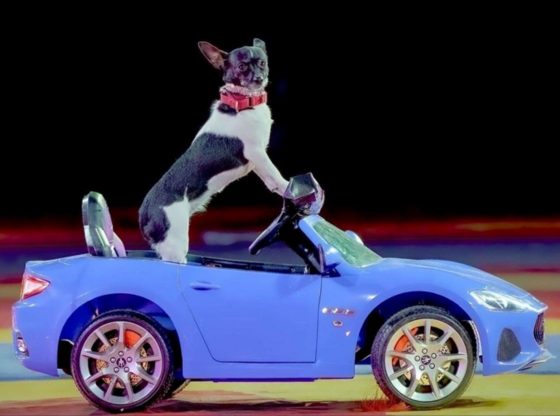 Canine comedy, stunts in 'Puppy Pals Live!' - Nov. 23